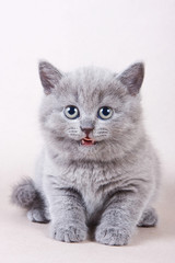 Gray kitten British cat