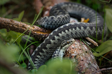 viper snake reptile forest ground
