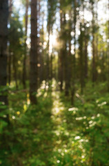 Fototapeta na wymiar pine forest abstract background blur