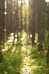Pine forest in the sunlight abstract background blur