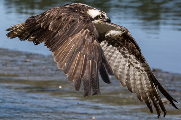 Osprey 1