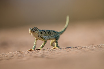 Flap-necked chameleon walking in the sand.