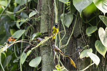 Animali liberi in foresta tropicale