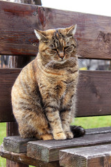 Cat sitting on a wooden bench. Sad pet.
