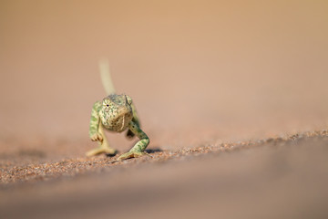 Flap-necked chameleon walking in the sand.