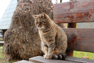 Сat sitting on a wooden bench. Sad pet