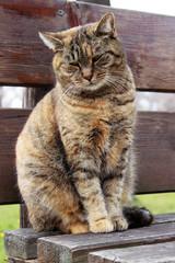 Сat sitting on a wooden bench. Sad pet
