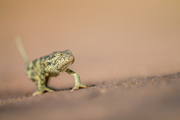 Flap-necked chameleon walking in the sand.