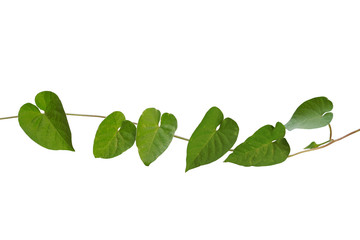 Rough and hairy heart-shaped green leaves wild vine isolated on