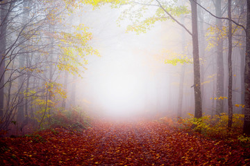 Ormanda sisli sonbahar sabahı