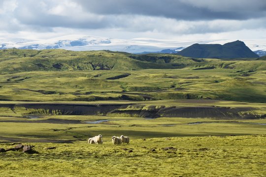Schafe im Hochland (Island)
