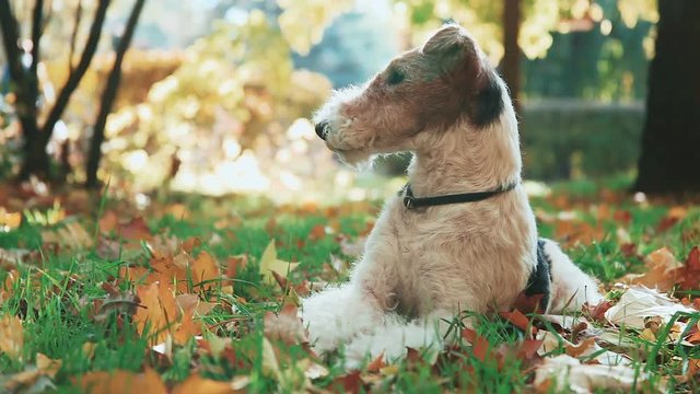 Fox Terrier playing with a stick sitting at yellow autumn grass.