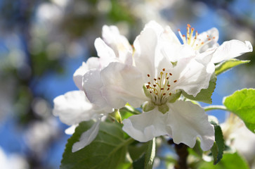 bright white apple flowers in bright light, beautiful bokeh, close-up, space for text
