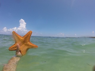 Fototapeta na wymiar Starfish in the Ocean