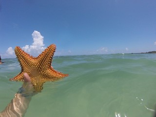 Fototapeta na wymiar Just a starfish