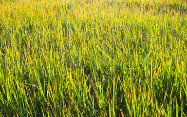 bright yellow green grass in the field autumn in the light of the sun