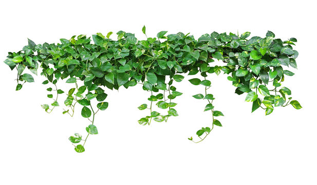 Fototapeta Heart shaped green leaves vine ivy plant bush of devil's ivy or golden pothos (Epipremnum aureum) isolated on white background with clipping path.