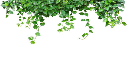 Hanging heart shaped leaves vine plant devil's ivy or golden pothos isolated on white background