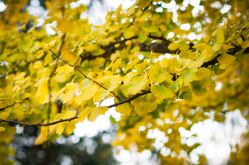 ginkgo gold leaves
