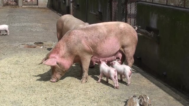Piglets eat from the mother