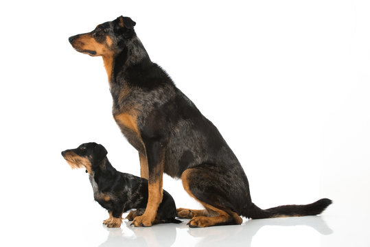 Zwei Hunde