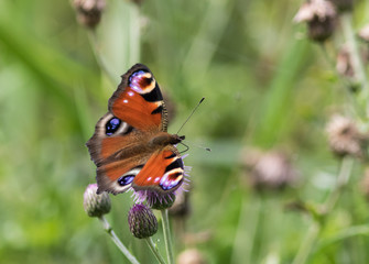 Peacock butterfly