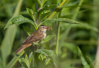 Sedge warbler with a catch