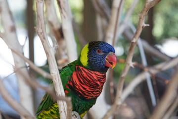 lorikeet