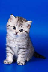 Kitten Scottish Fold cat on a blue background