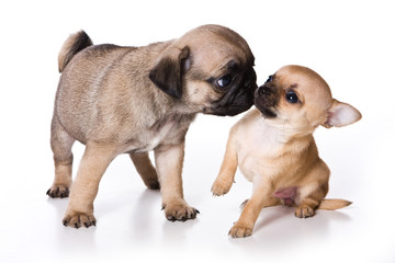 Puppy pug and chihuahua (isolated on white background)