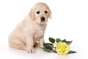 Puppy golden retriever dog (isolated on white)
