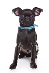 Obraz premium Funny black dog (isolated on white)