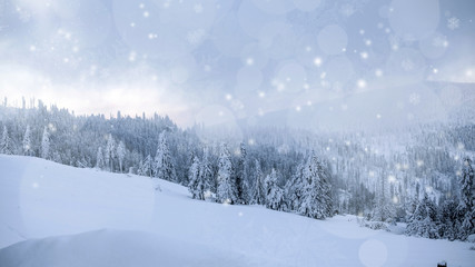 Snow covered winter forest