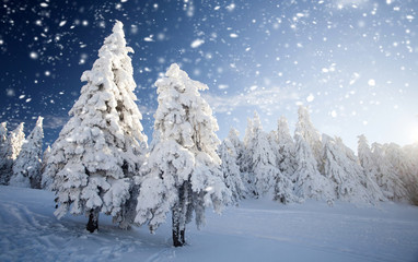 Trees covered with snow in the mountains