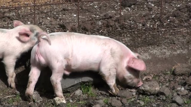 Piglets walk in a farm