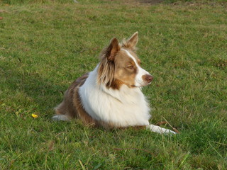 Chien (dog)  -  Berger Australien