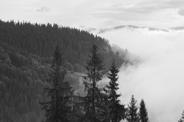 coniferous forest after the rain. young trees