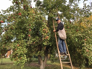 Mann mit Leiter erntet Äpfel im Garten