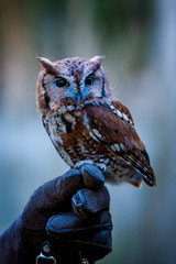 screech owl