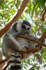 Ring-tailed lemur