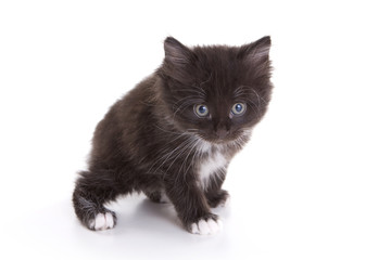 Kitten Siberian cat (isolated on white)