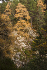 A portrait image of an autumnal Larch tree on a rock against the pines