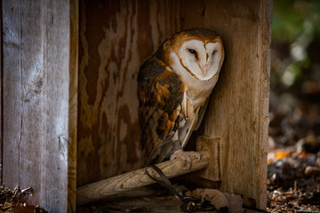 barn owl in a shelter