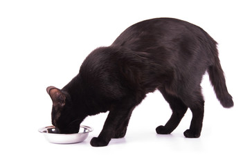 Cute black cat eating while standing up, on white