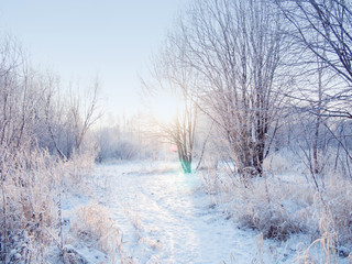 Winter forest landscape, beautiful nature, trees covered with frost