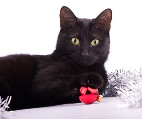 Adorable black cat with her paw on top of a red bauble; on white