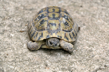 Small tortoise (Cryptodira) walking outdoor. Selective focus.
