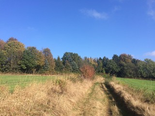 Fototapeta na wymiar Feldweg am Waldrand im Herbst