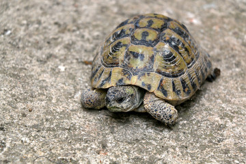 Small tortoise (Cryptodira) walking outdoor. Selective focus.
