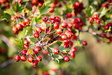 Obraz premium red berryes on hawthron twig